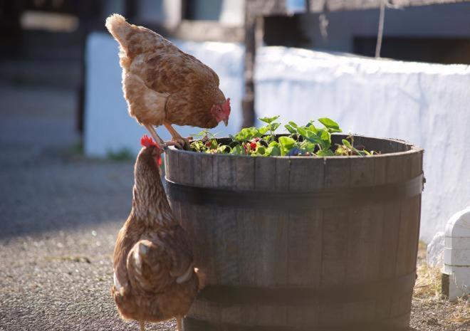 Rosefinch Sleeps 2 Persons-Private Hot Tub-Tranquil Holiday Away From It All Yet Not Far From St Austell- The Holiday Home Has One Bedroom, Living And Dining Area, Equipped Kitchen-Decking-Outdoor Furniture-Fishing Lakes-Non Pet Unit Dış mekan fotoğraf